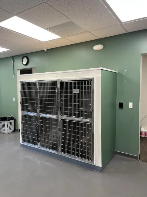A room with a green wall and ceiling, large stainless steel dog kennels, a wall clock, a surveillance camera, a smoke detector, and cleaning supplies.