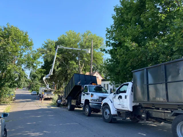 All Complete Tree Service work photo