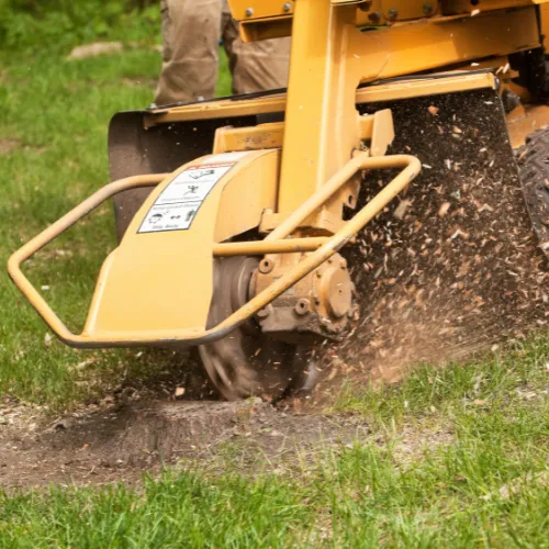Stump grinding machine in action throwing wood chips while removing tree stump near residential home