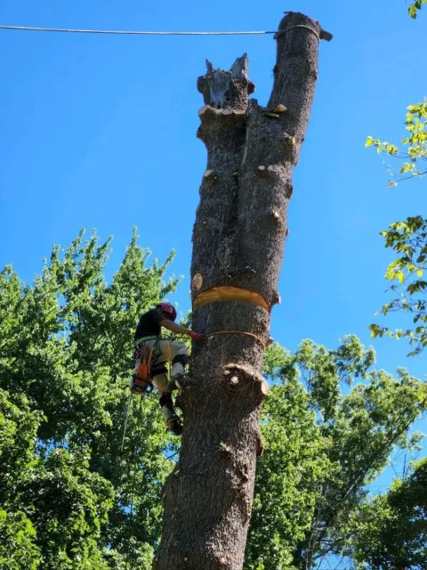 work photo from lifetreeservicesllc.com