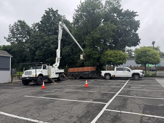 Bucket truck with the boom over a large tree in a commercial parking lot, dump trailer alongside and traffic cones set out