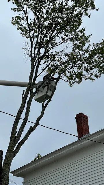 work photo from treeguysinc.com