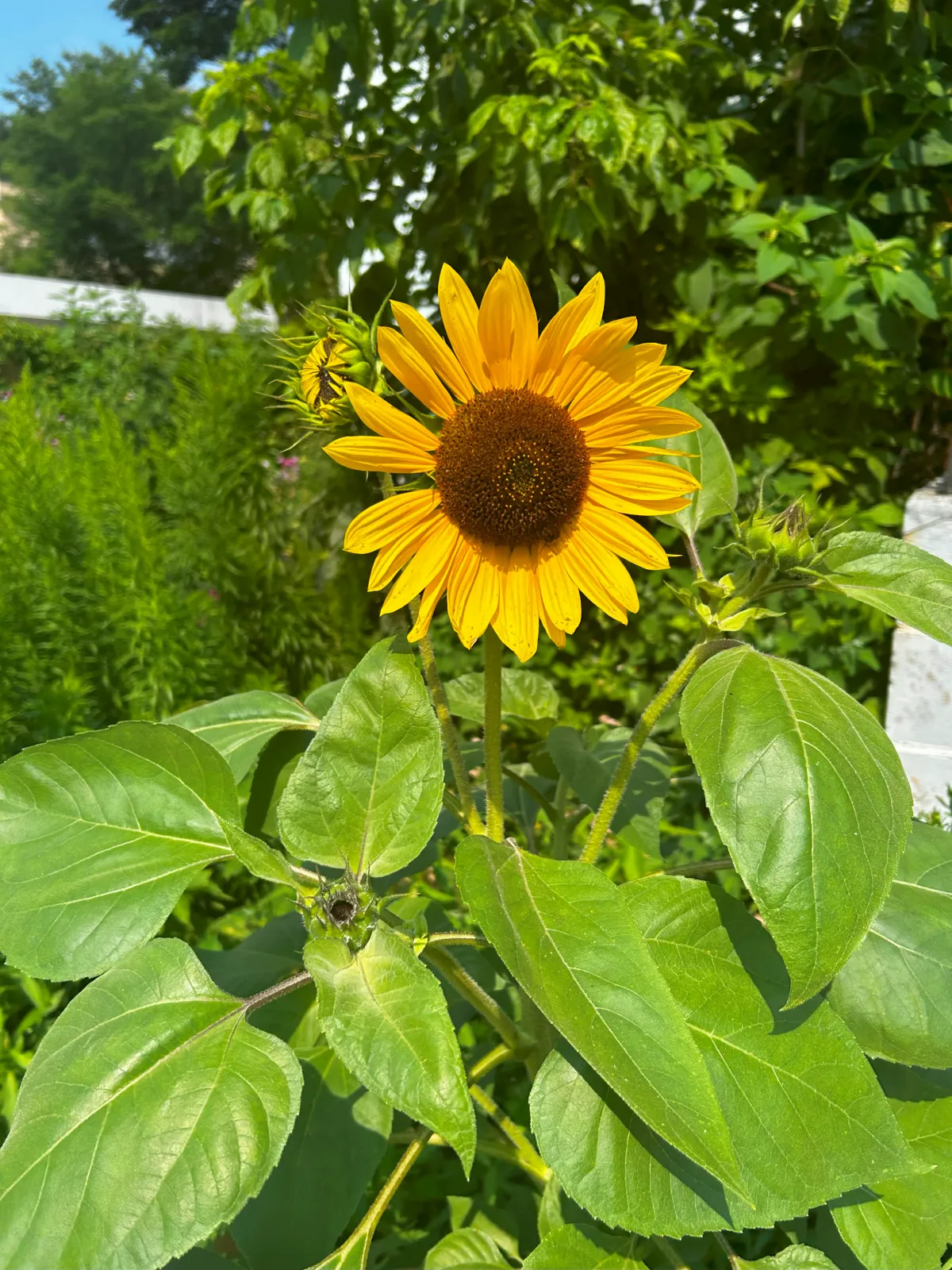 Sunflower