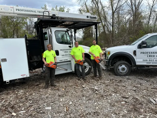 Professional Tree Co. work photo