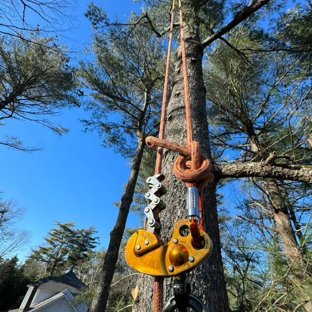 work photo from dovercountrytrees.com
