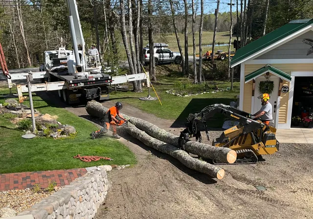 Gerard Tree Service work photo