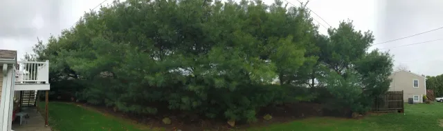 work photo from baysidetreeservice.com