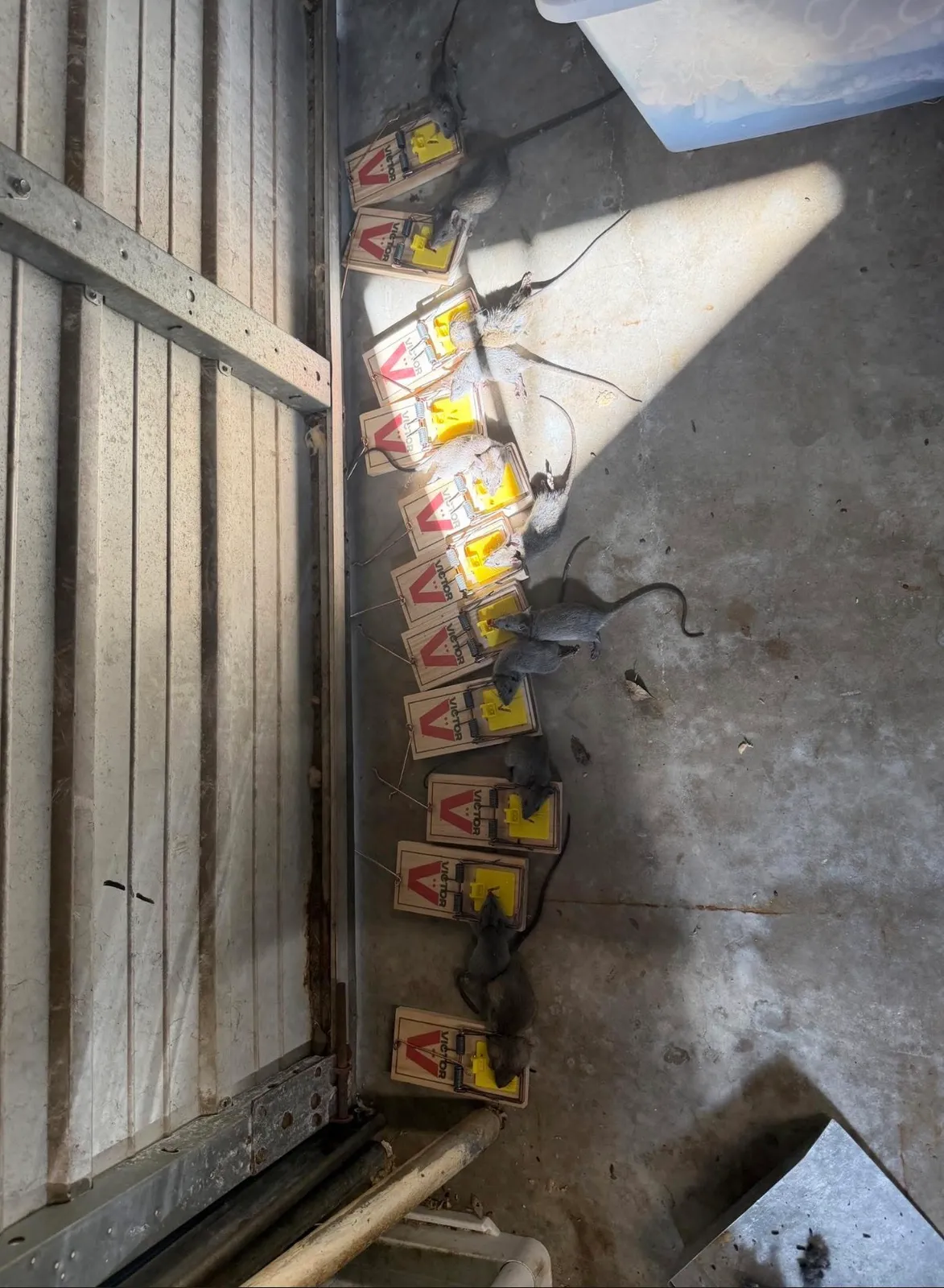 Nuisance RMVL LLC Pest Control