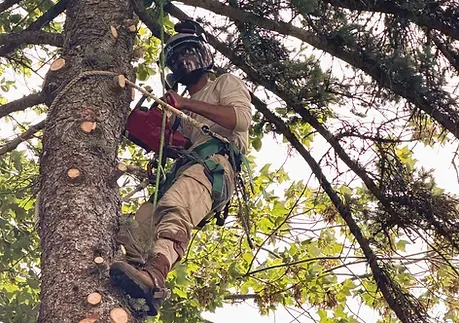 ALTRA Landscapes & Tree Service work photo