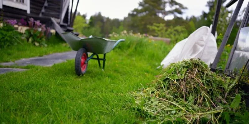 reseeding lawn