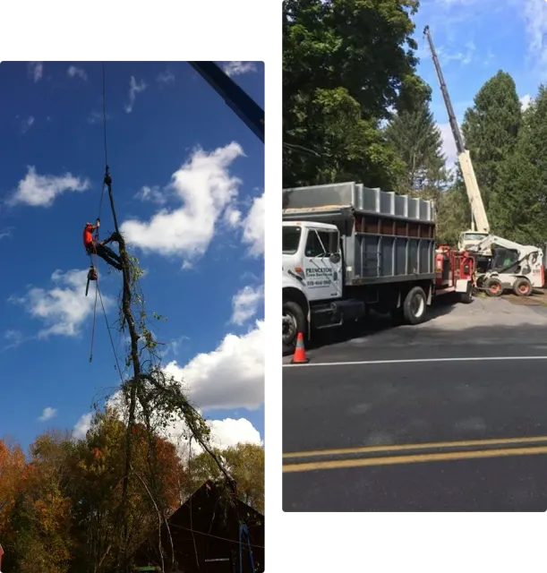 Arborist suspended in harness removing tree
