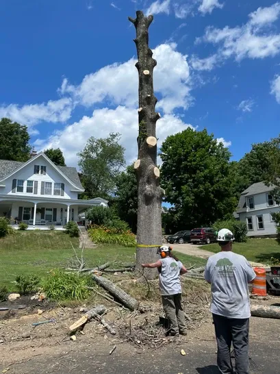 work photo from 12treecompany.com