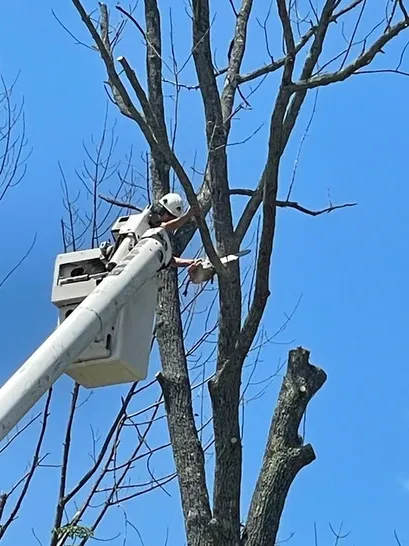 work photo from 12treecompany.com