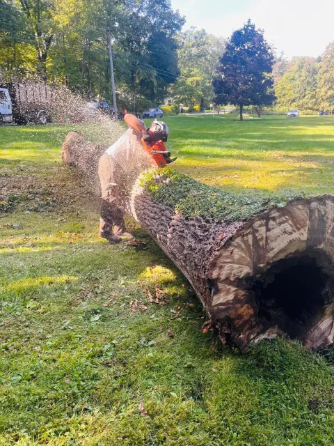 A person wearing a helmet and protective gear is cutting a fallen tree with a chainsaw in a park or grassy area during daylight. There are cars and trees in the background.