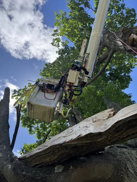 Grapple and lowering gear on a boom positioned above a large cut trunk section, seen against the sky