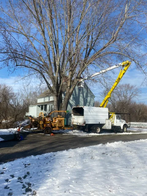 Ray The Tree Guy work photo