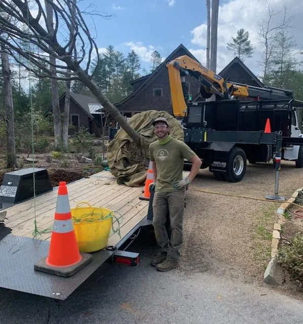 Valley Tree Preservation work photo