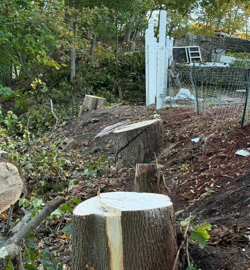 Tree Removal