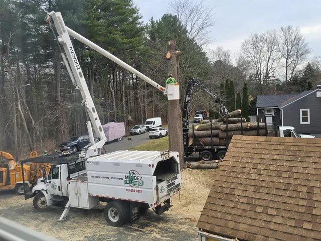 Mendez Tree Service LLC work photo