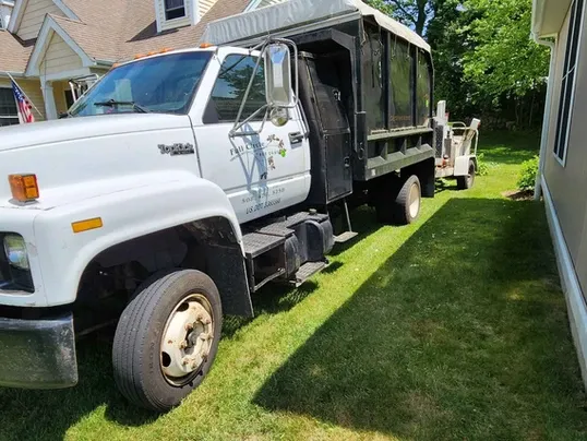 Why Tree Removal Should Be Left to Professionals in Massachusetts