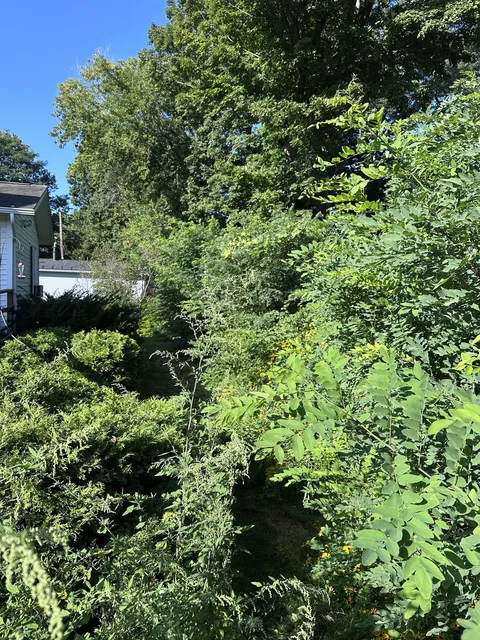 Overgrown brush and weeds before clearing