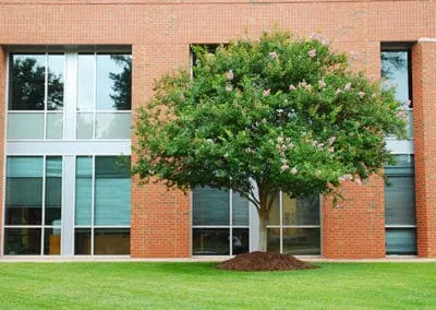 Commercial Landscaping Photos