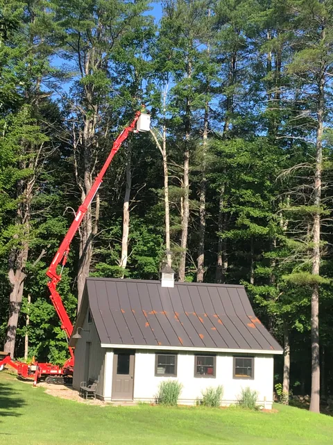 Learned Tree Service work photo