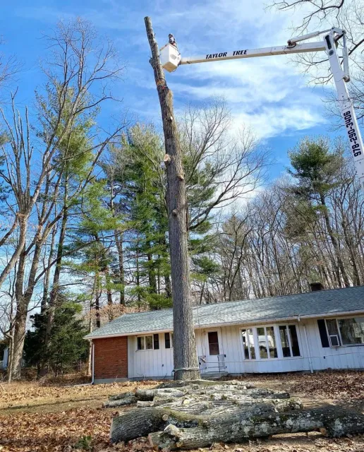 Taylor Tree Service provides tree removal, tree trimming, stump grinding services to MA Hampden County, Hampshire County, lower Berkshire and Worcester County as well as Hartford County and Tolland County CT.