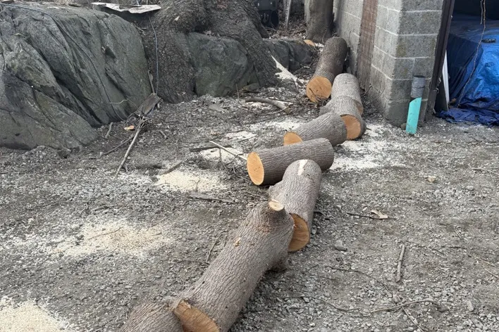Tree removal service