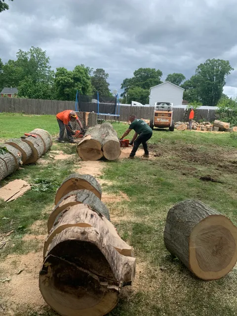 Jani Tree Service work photo