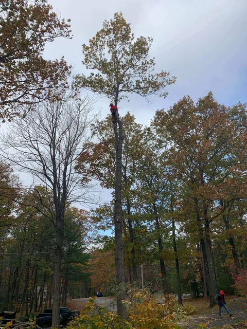 Diamond Landscaping & Tree Services work photo
