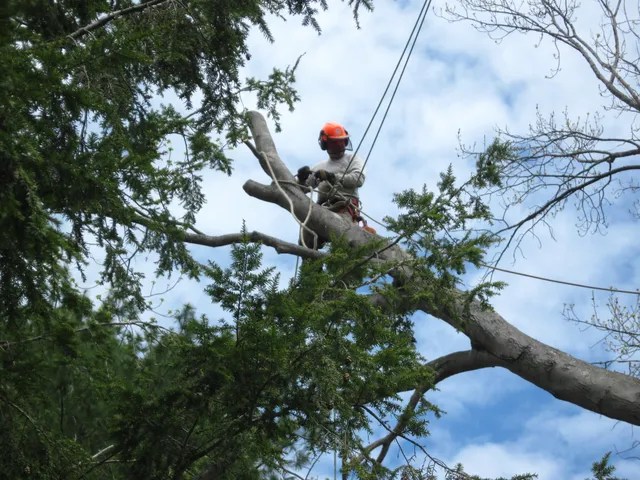 McCarthy Tree Service, Inc. work photo