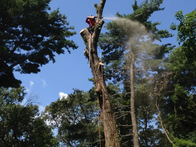work photo from specializedtree.com