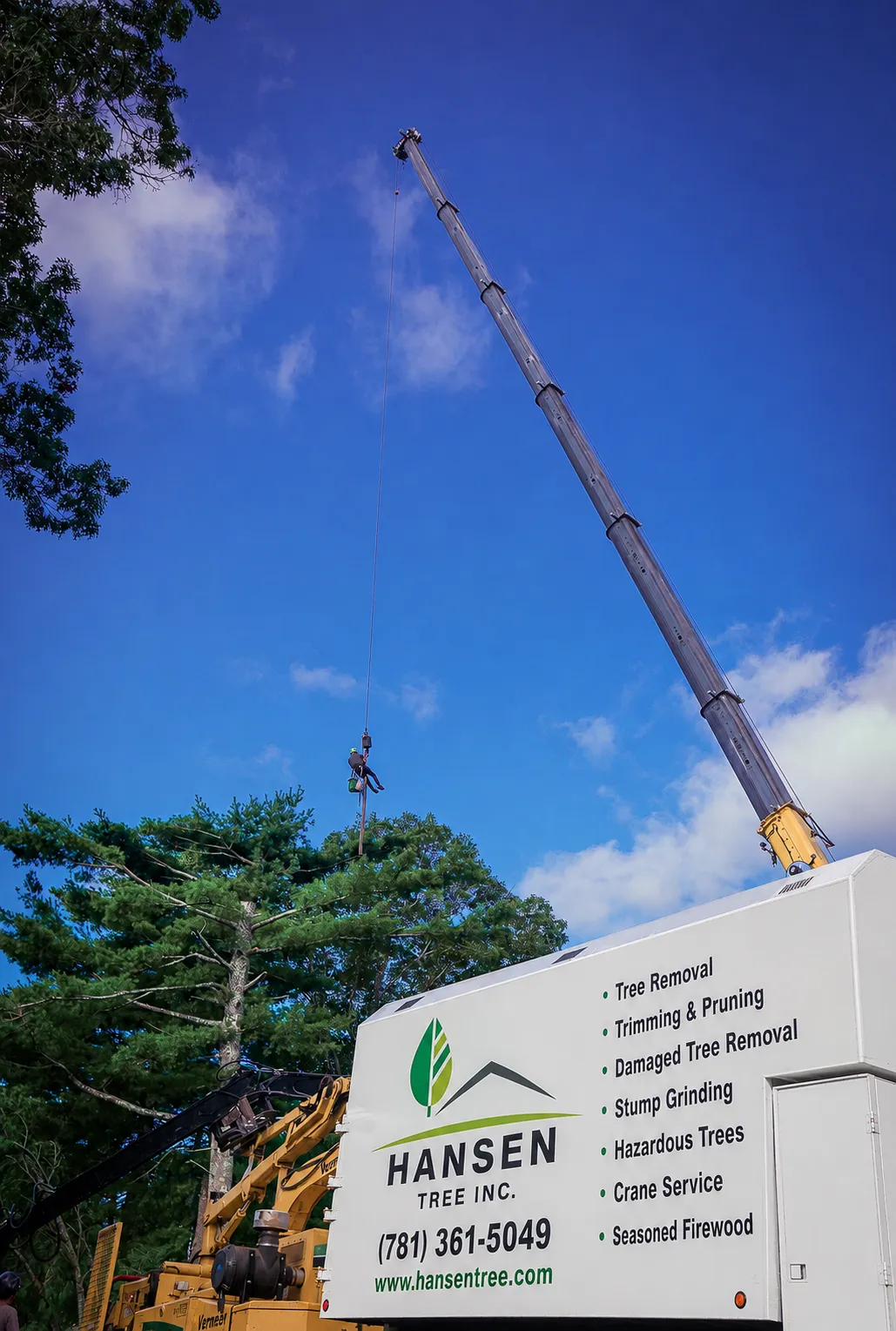 Tree Removal