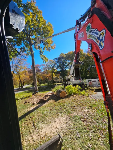work photo from angelotreeservices.com