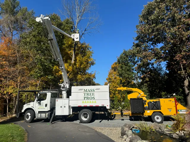 Mass Tree Pros LLC work photo