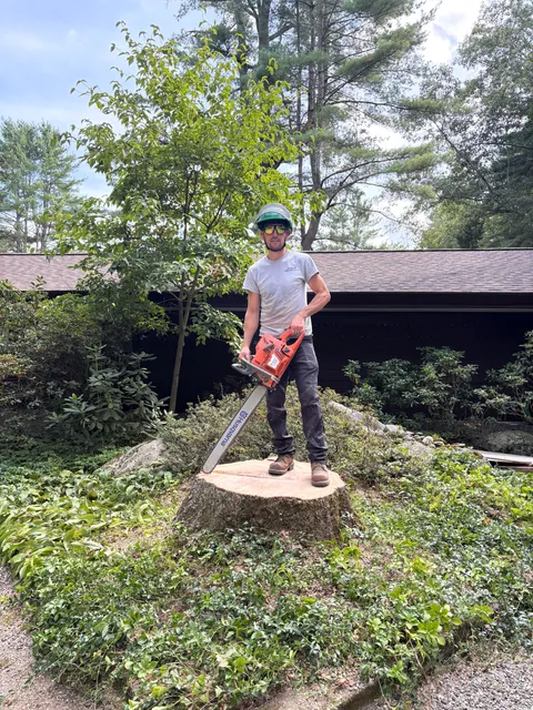 Lobos Tree Service LLC work photo