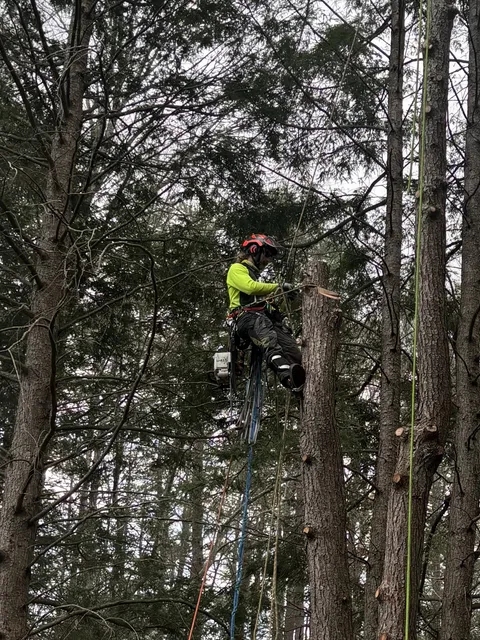 Northeast Forest Services arborist roped into a tree during residential tree work