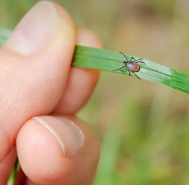 Minimize the chances of your family members and pets getting Lyme Disease and health problems caused by ticks
