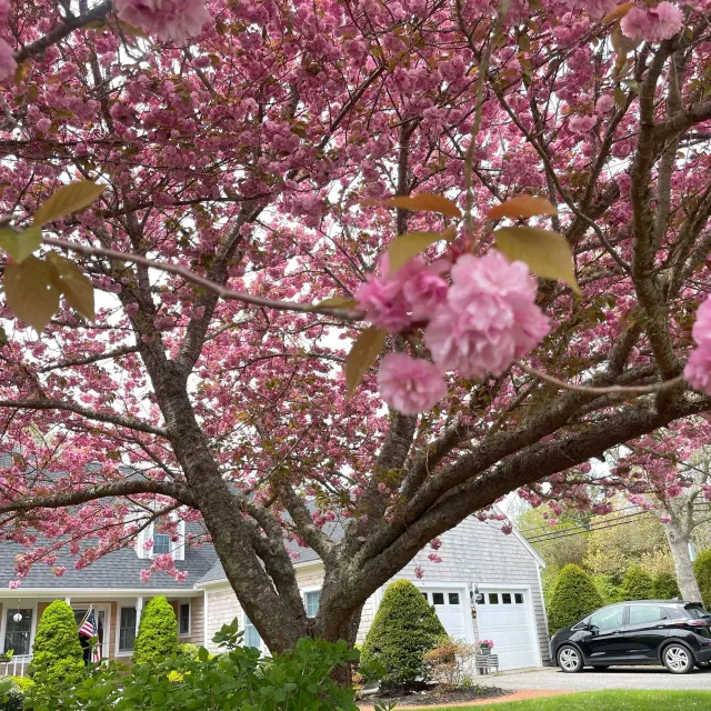 Kwanzan Cherry4-trunk_sq.jpg