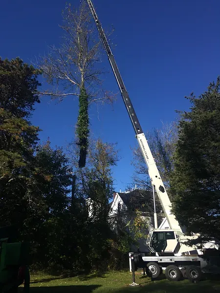 arborist, pruning, and tree work on cape cod, Brewster Massachusetts