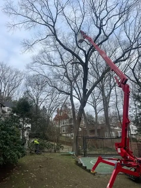 work photo from treetechinc.net