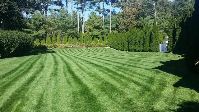 Well-manicured lawn with striped patterns, surrounded by evergreen trees and hedges, under a clear blue sky.