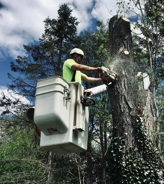 Under The Bark LLC. Tree Care work photo