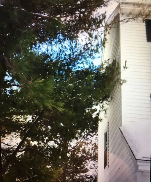 White house facade with adjacent pine trees.