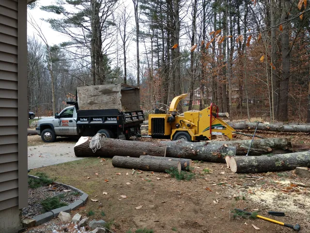 Northeast Arbor Tec work photo