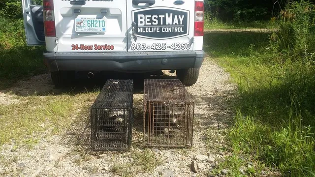 Bestway Wildlife Control work photo