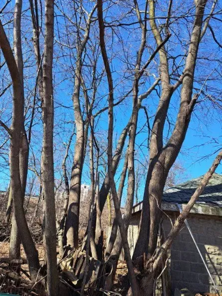 work photo from treeservice-lynn.com