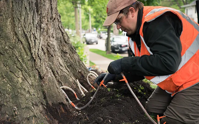 Arborist wearing a safety vest and gloves injecting treatment into the base of a large tree using soil or root injection tubes.