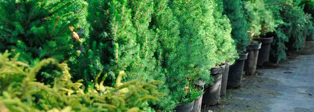 The Magnolia Tree Services LLC: Tree cabling and bracing in Stratford, Bridgeport and Milford
